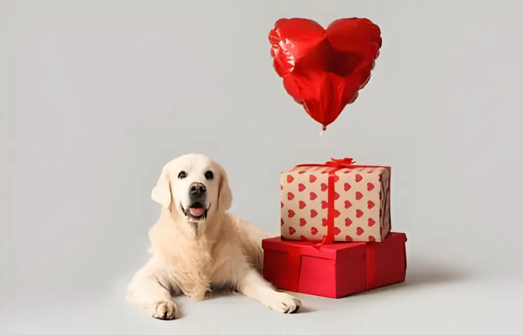 Free Gifts for Dogs Creative and Cost-Effective Ideas for Your Furry Friend